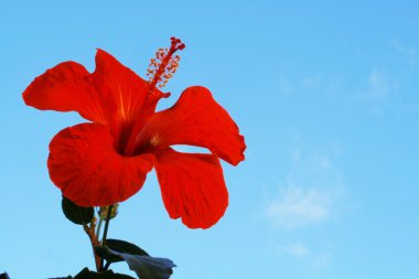 Hibiscus çiçek mavi gökyüzü karşı.