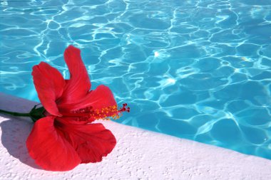 Red hibiscus by pool clipart