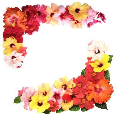 Hibiscus flowers clipart