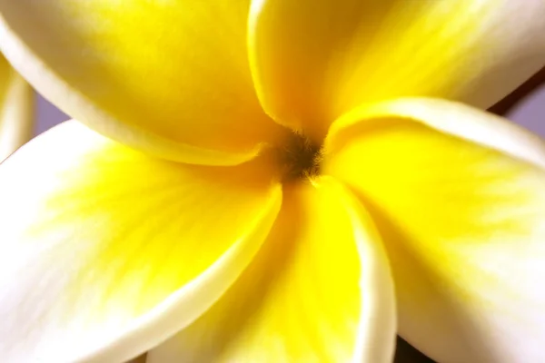 Fleur simple frangipani (plumeria) blanche. Macro — Photo