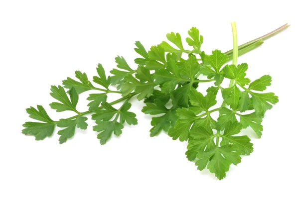 Fresh-picked parsley — Stock Photo, Image