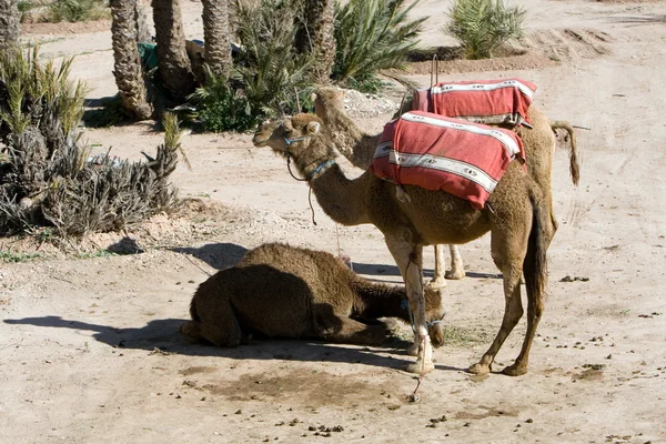 Camelos à espera de turistas em Marrakech, Marrocos — Fotografia de Stock