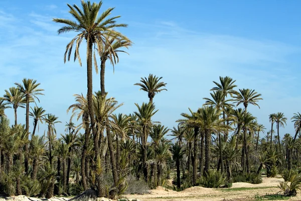 stock image Landscape with Palm trees near Marrakech