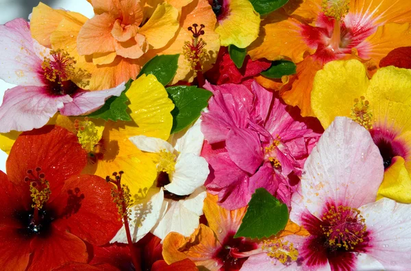 Flores de hibisco após chuva tropical — Fotografia de Stock