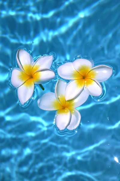 Τρεις frangipanis που επιπλέει στην πισίνα — Φωτογραφία Αρχείου