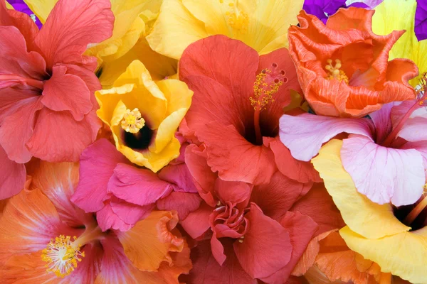 stock image Tropical flowers - Hibiscus and Bougainvillea