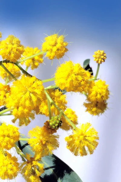 Blommande mimosa — Stockfoto