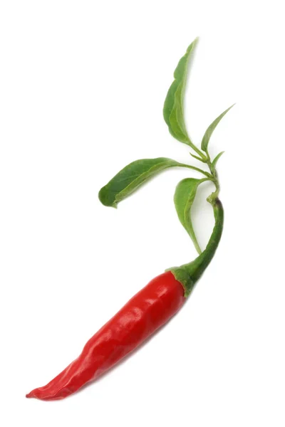 Red hot chili peppers isolated on the white — Stock Photo, Image