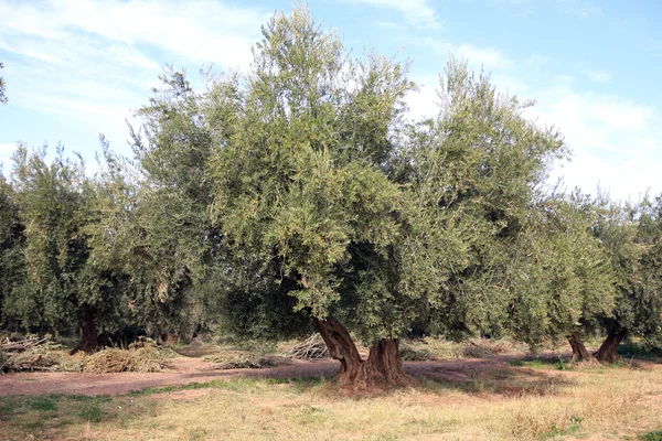 stock image Olive trees plantation in Morocco