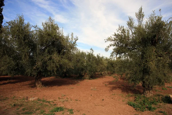 stock image Olive trees plantation in Morocco