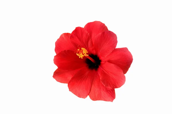 Hibisco rojo aislado sobre fondo blanco —  Fotos de Stock