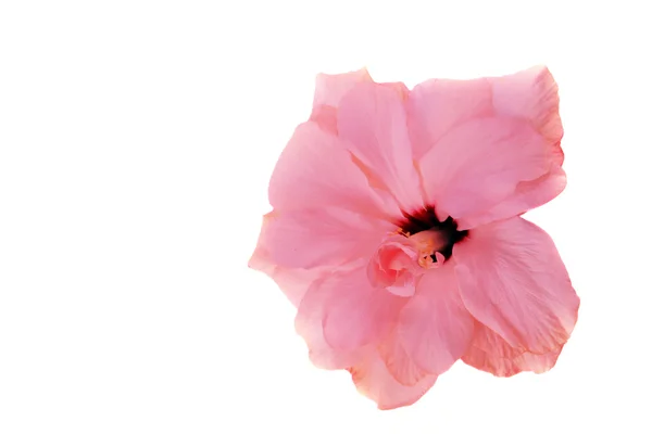 Rosa hibiskus isolerat på den vita bakgrunden — Stockfoto
