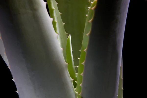 Aloe Vera close-up em fundo preto — Fotografia de Stock