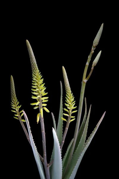 Aloe Vera med blomster på svart bakgrunn – stockfoto