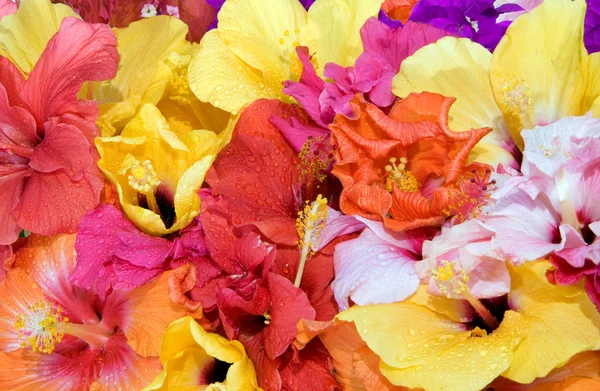 stock image Tropical flowers - Hibiscus and Bougainvillea