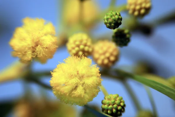 Квітучий mimosa — стокове фото
