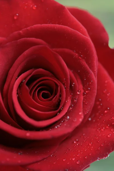 Κόκκινο τριαντάφυλλο φόντο — Φωτογραφία Αρχείου