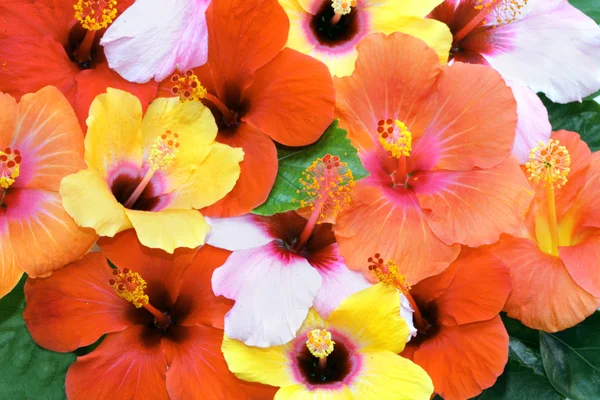 Hibiscus fleurs — Photo