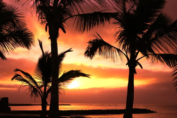 Röda tropiska solnedgång och palm — Stockfoto