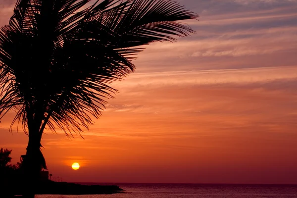 Răsărit de soare portocaliu pe insula tropicală cu palmier — Fotografie, imagine de stoc