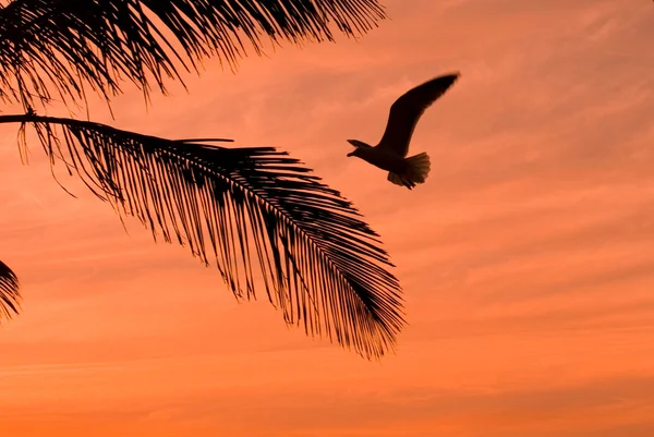 Оранжевый закат на тропическом острове с пальмой — стоковое фото