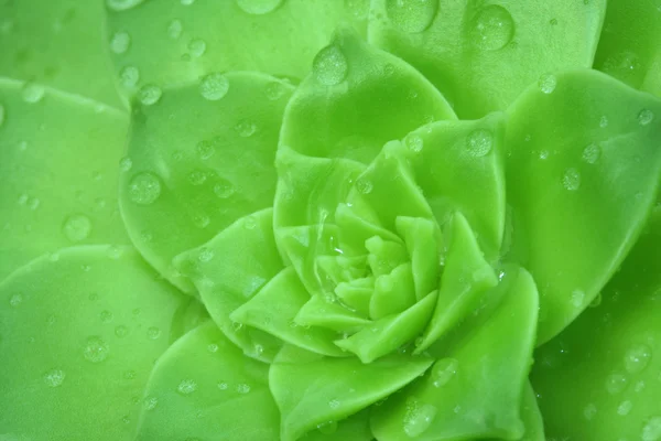 Grünes Aeonium mit einem Tropfen Wasser. Hintergrund — Stockfoto