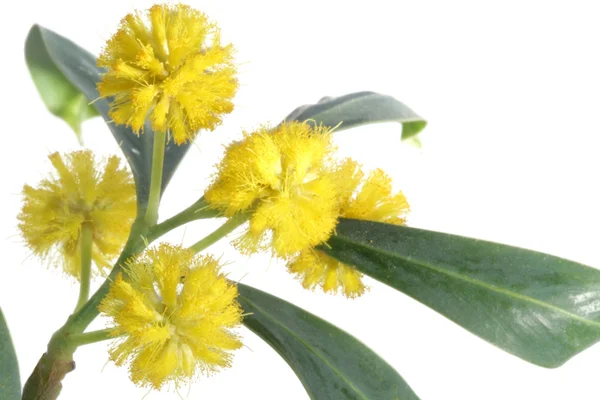 Yellow mimosa flowers on white background — Stock Photo, Image