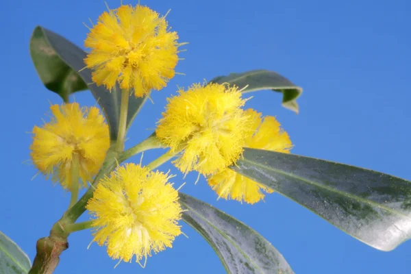 Yellow mimosa flowers on blue background — Stock Photo, Image
