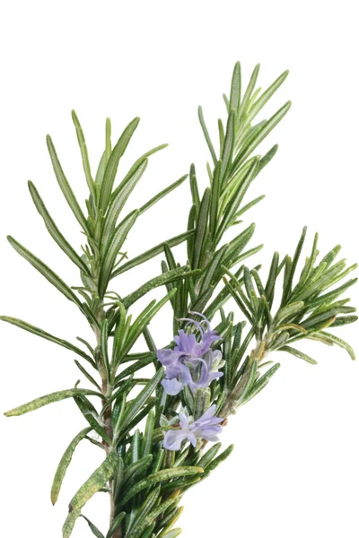 stock image Rosemary with flowers isolated on white background