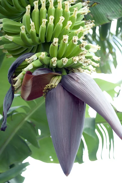 Bananenblüte und -strauß — Stockfoto