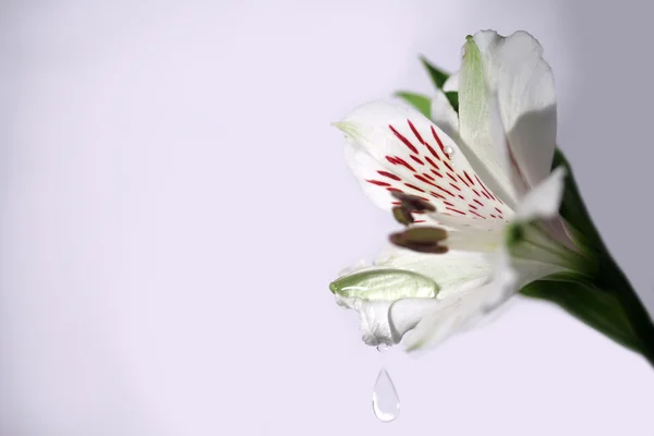 Капля воды на цветы — стоковое фото