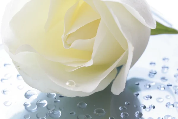 Λευκές σταγόνες τριαντάφυλλο και νερό — Φωτογραφία Αρχείου