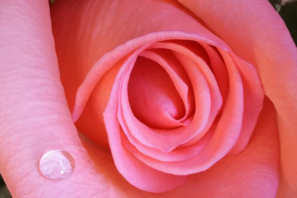 Ροζ τριαντάφυλλο και νερό σταγόνες — Φωτογραφία Αρχείου