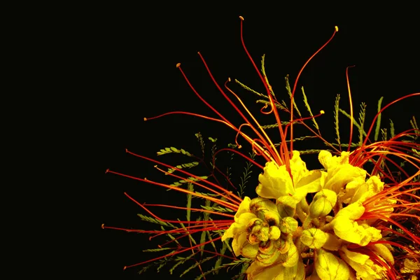 Espiga de amor un tipo mimosa —  Fotos de Stock