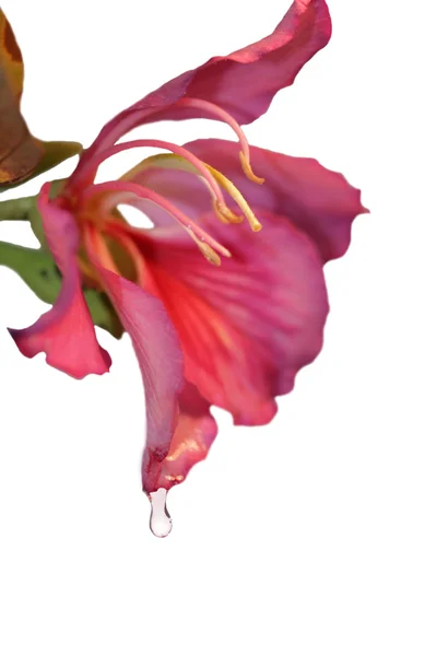 Тропический цветок с каплей воды — стоковое фото