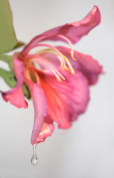 Tropische bloem met waterdruppel — Stockfoto