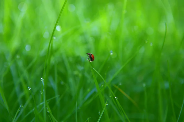 Mariquita sobre hierba verde con gota de fondo de rocío — Foto de Stock