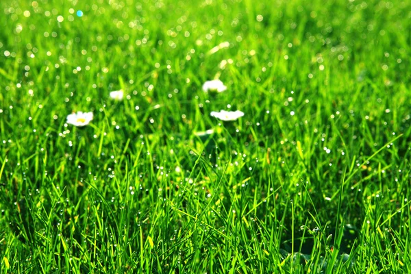 Drop of dew on green grass background — Stock Photo, Image