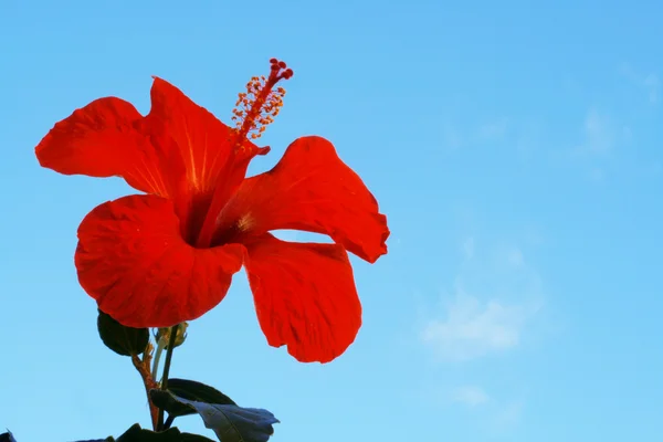 Hibiscus ดอกไม้ต่อต้านท้องฟ้าสีฟ้า . — ภาพถ่ายสต็อก