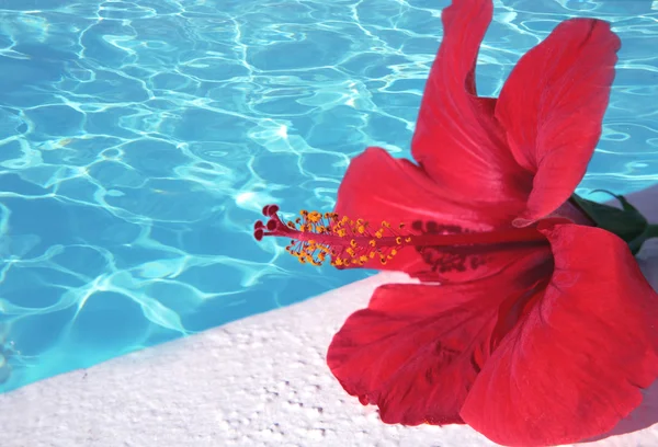 Red hibiscus By Pool — Stock Photo, Image