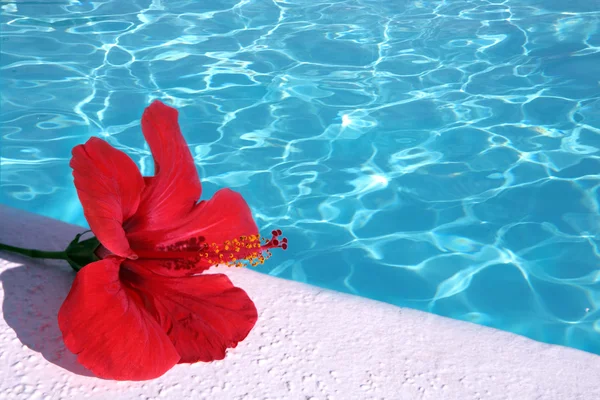 Red hibiscus by pool — Stock Photo, Image