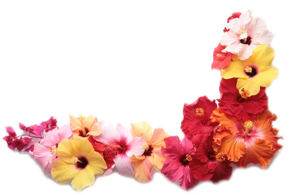 Hoek met hibiscus bloemen — Stockfoto