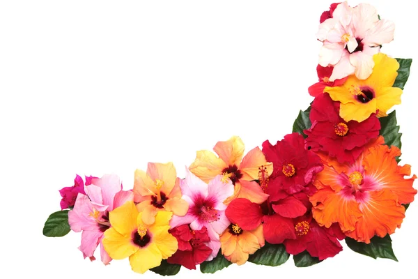 Corner with hibiscus flowers — Stock Photo, Image
