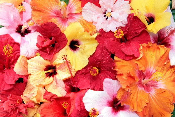 Flores de hibisco — Fotografia de Stock