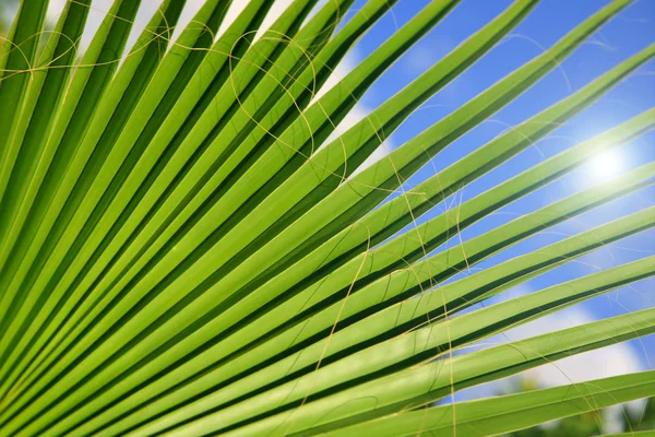 Palme und Sonne — Stockfoto