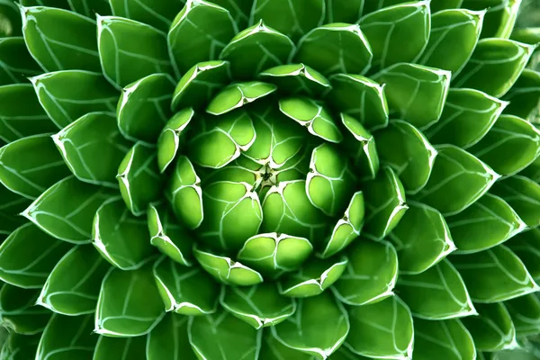 Grüner Kaktus Hintergrund — Stockfoto