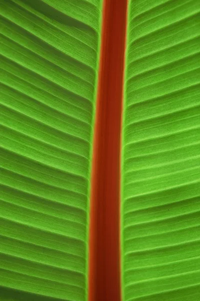Ferske palmeblader – stockfoto