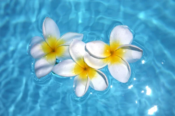Tre frangipani galleggianti sulla piscina — Foto Stock
