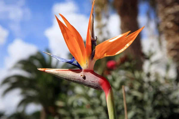 Strelitzia - bird of paradise flower — Stock Photo, Image