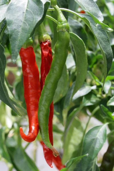 A növények csípős paprika chili — Stock Fotó